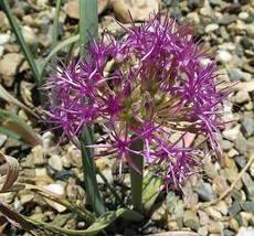 Allium Platycaule Broadstemmed Onion 10 Seeds Fast Ship USA Seller  - $26.58