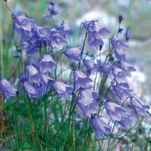 150 Seeds Campanula Rotundifolia Fresh Seeds Garden - £14.52 GBP