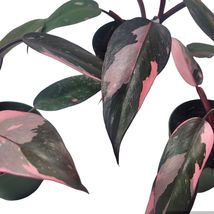 Philodendron Pink Princess 4&quot; Galaxy Black Cherry - £76.98 GBP