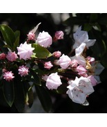 Elf Dwarf Mountain Laurel - Kalmia - Very Hardy - 4&quot; Pot - $60.77 CAD
