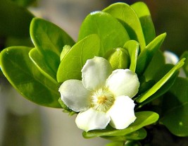 FLORIDA NATIVE White Indigoberry, randia aculeata indigo berry seed -50 seeds - £12.01 GBP