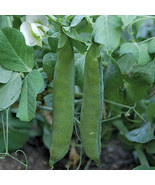 KKG 300 Green Arrow Pea Seeds Bulk Heirloom Seeds High Yield 2 Easy Grow - $10.07
