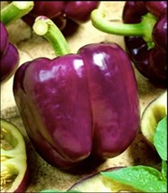 50 Purple Beauty Sweet / Lilac Bell Pepper Organic Seeds Gardening USA SELLER - $10.98