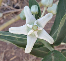 FREE SHIPPING Calotropis Gigantea White Giant Milkweed Crown Flower 10 Seeds - £14.24 GBP