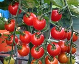 KKG Supersweet 100 Super Sweet 100 Tomato Seeds F1 Hybrid Fresh Garden - $7.89