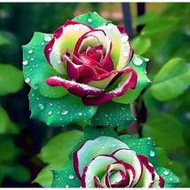 Ruby Green Twin Roses Green Rose Rare Hybrid Roses 10 Seeds - £6.25 GBP