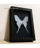 Chinese Moon Actias Sinensis Female Real Moth Framed Entomology Shadowbox - €103,02 EUR Chinese Moon Actias Sinensis Female Real Moth Framed Entomology Shadowbox - €103,02 EUR