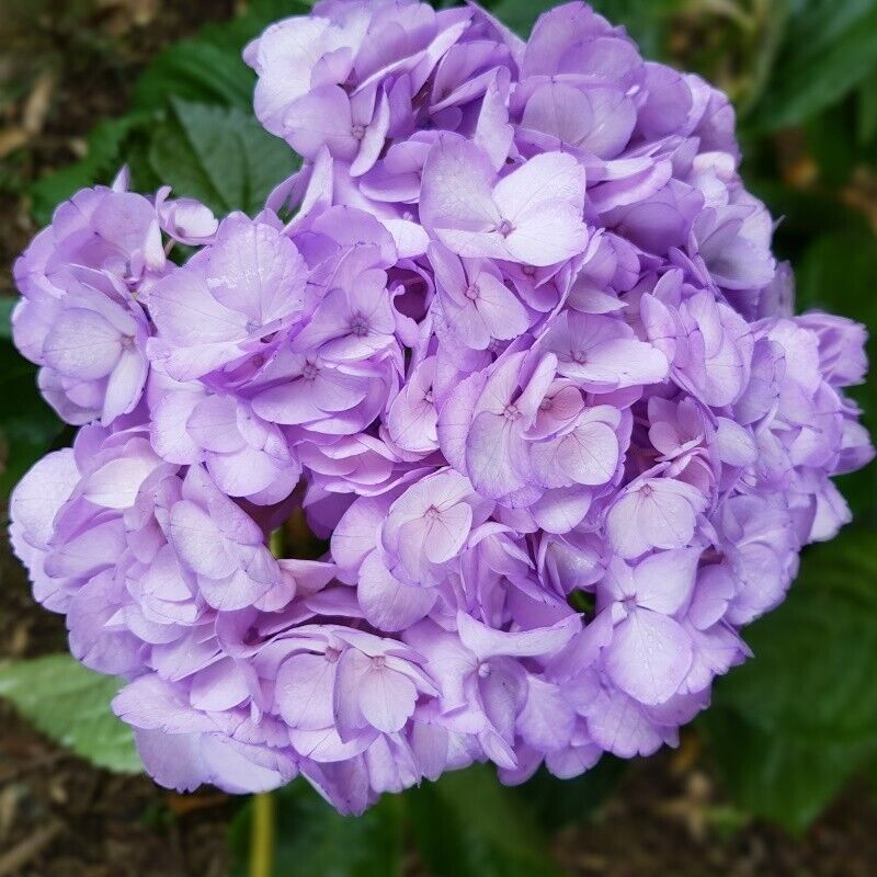 5 Light Purple Hydrangea Flowers Flower Garden Perennial Seeds - $15.99