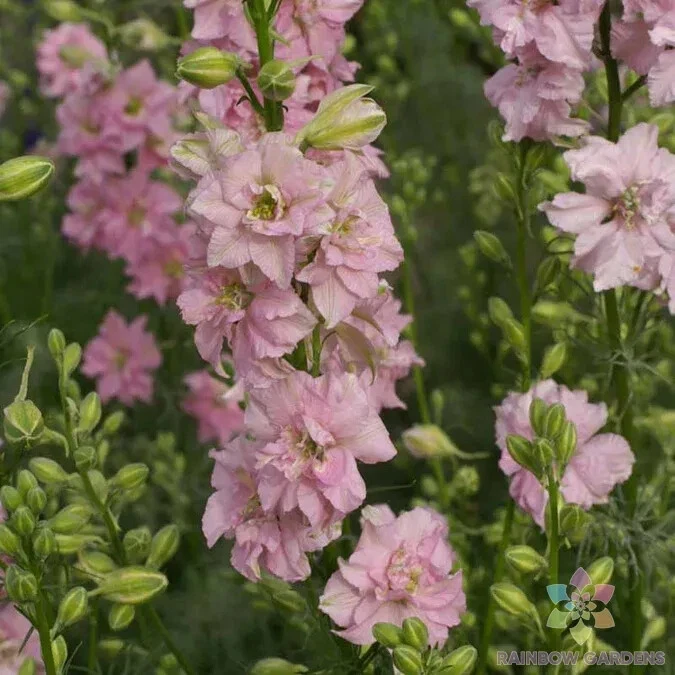 200 QIS Light Pink Delphinium Seeds Planting Fresh Seeds - $9.86