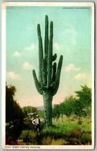 Giant Cactus Arizona AZ 1915 Detroit Publishing DB Postcard Ogden LA RPO H11 - £4.08 GBP