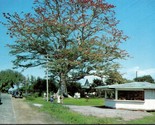The Famous Kapok Tree Clearwater Florida FL UNP Chrome Postcard - £4.97 GBP