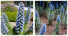 Pride of Madeira Seeds Blue Bugloss (Echium fastuosum) Flowering Seeds 100 Seeds - £23.17 GBP