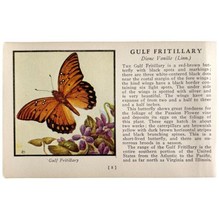 Gulf Fritillary Butterfly 1934 Butterflies Of America Antique Insect Art PCBG14C - £15.84 GBP