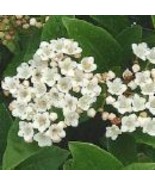FMG Viburnum Tinus Evergreen Shrub Seeds Fast Growing - $298.13 MXN
