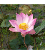 Red 'Peach Flower' Nelumbo Nucifera Lotus - 1 Seeds - $5.63