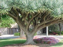 Dragon Dracaena Draco Tree 5 Seeds Showy EvergreenFrom US - $8.35