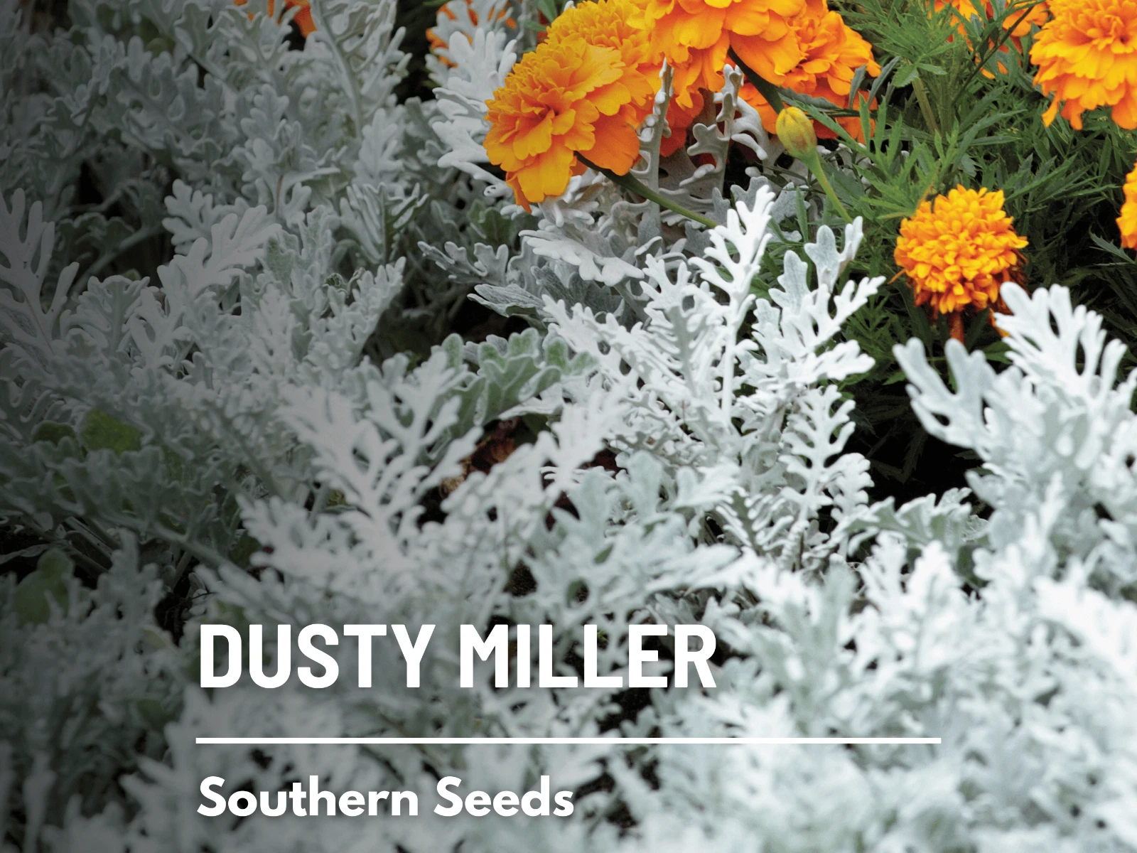Dusty Miller - 200 Seeds - Timeless Gardening Favorite (Cineraria Maritima) - $10.37