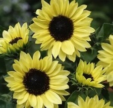 100 Pcs Moonshine Sunflower Flower Seeds #MNSS - £11.78 GBP
