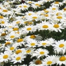 US Seller 1000 Dwarf White Shasta Daisy Chrysanthemum Maximum Flower Seeds Fast  - $13.80