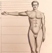 Man And His Proportions Art Education Drawing 1900 Victorian Print DWW2A - £11.93 GBP