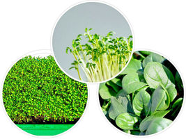 1250 Bloomsdale Spinach Seeds 1/2 OZ BULK Microgreen Sprouting or Garden - £7.98 GBP