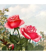 Rose Lithograph 1920 Flower Print Myron Van Brunt Floral Garden Art DWDD16 - £21.90 GBP
