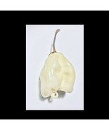 WHITE Carolina Reaper 5 Seeds SUPER RARE!!! Hot chili pepper world record - $5.89