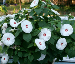 5 Pc Seeds Hibiscus moscheutos Luna Blush Plant, Hibiscus Seeds for Planting |RK - £16.78 GBP
