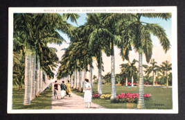 Royal Palm Avenue James Estate Cocoanut Grove Florida FL UNP Postcard c1920s - £9.58 GBP