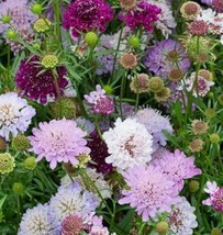 35 Seeds Pincushion Flower Fresh - $9.65