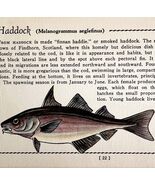 Haddock 1939 Salt Water Fish Gordon Ertz Color Plate Print Antique PCBG19 - $42.03 CAD