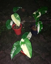 Syngonium Chiapense Variegated free Phytosanitary &amp; 1plant Syngonium albo - $250.50