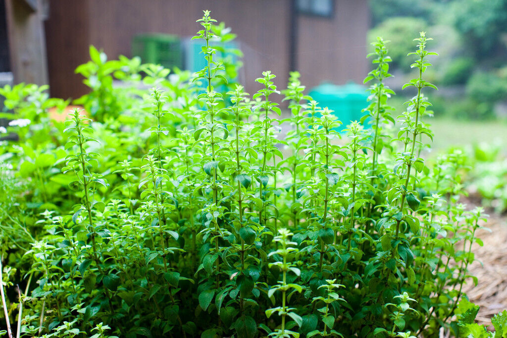 750 Seeds Oregano Perennial Herb Fresh Seeds Fast Shipping - $8.68
