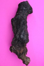 Giant Lizard Poop 5 Million Years Old Coprolite Genuine Fossil Dino Girl COA L05 - $48.24 CAD