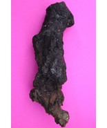 Giant Lizard Poop 5 Million Years Old Coprolite Genuine Fossil Dino Girl... - $34.99