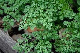 Winter Chervil Seeds - 25 Count Seed Pack - Non-GMO - A Delicate leaved herb Tha - £1.90 GBP