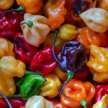 20 Habanero Pepper Rainbow Mix Seeds Hot Color Blend Vegetable Fresh Seeds - £7.83 GBP