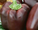 Chocolate Beauty Bell Pepper Seeds 20 Sweet Pepper Culinary Fast Shipping - £7.22 GBP