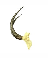 Big Sable Skull 39&quot;- Deer Skull - Real African Antelope Horns &amp; skull 39... - $14,757.11 MXN