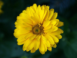 50 Pcs Yellow Summer Sun Sundrop Flower Seeds #MNSB - $14.99