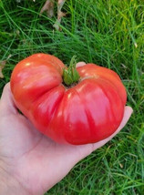 BS Giant Belgium Tomato Great Heirloom Garden Seeds Large Red Beefsteak ... - $167.80 MXN