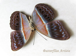 Cirrochroa Regina RARE Real Yeomen Butterfly Framed Entomology Shadowbox  - $79.99