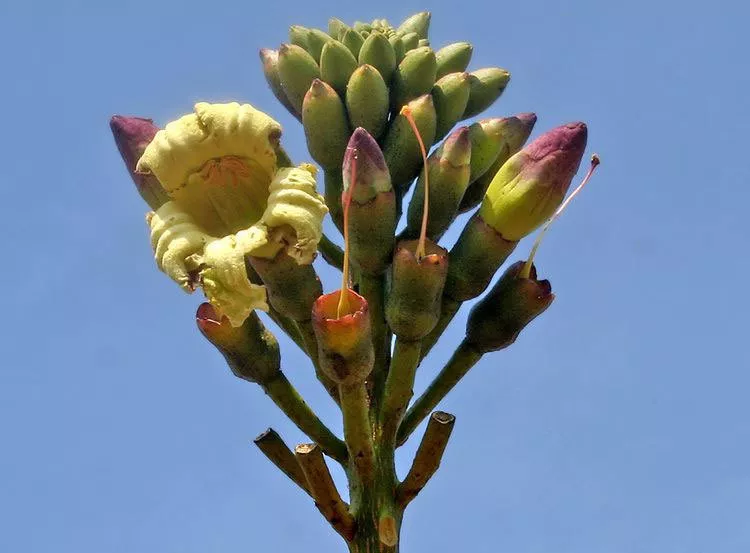 Oroxylum indicum Midnight HorrorBroken Bones Plant Indian Trumpet 10 Fresh seed - £13.98 GBP