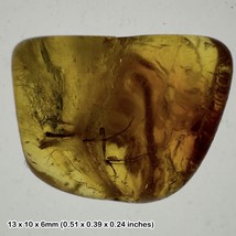 Fossilised Amber with Fly Inclusions, Eocene Baltic Sea, Genuine Specimen, - £13.67 GBP