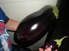 Massive Black Beauty Eggplant - 20 Seeds - Great Color &amp; Taste Garden USA Shippi - £10.36 GBP