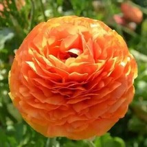 Ranunculus Tecolote Sunset Persian Buttercup 10 Jumbo Corms - £12.10 GBP