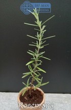 SEPTH Rosemary - Salvia rosmarinus - Live Plant 4 to 6 inches - Rosmarinus offic - £18.46 GBP