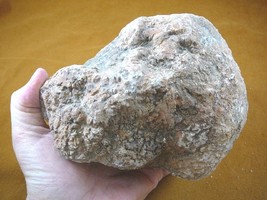 (DF844-168) 3 Lb Fossil Real Dinosaur Poop Coprolite Dino Valley Utah Dung Scat - £57.71 GBP