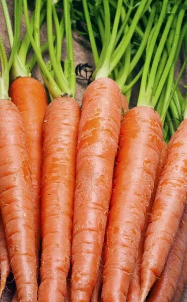 600+Carrot Seeds Tendersweet Carrot Sweetest Great Tasting Vegetable Usa Fresh G - $7.78