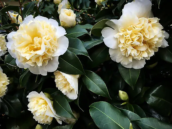 Jury&#39;s Yellow Camellia japonica Live Plant Very Beautiful - $68.99